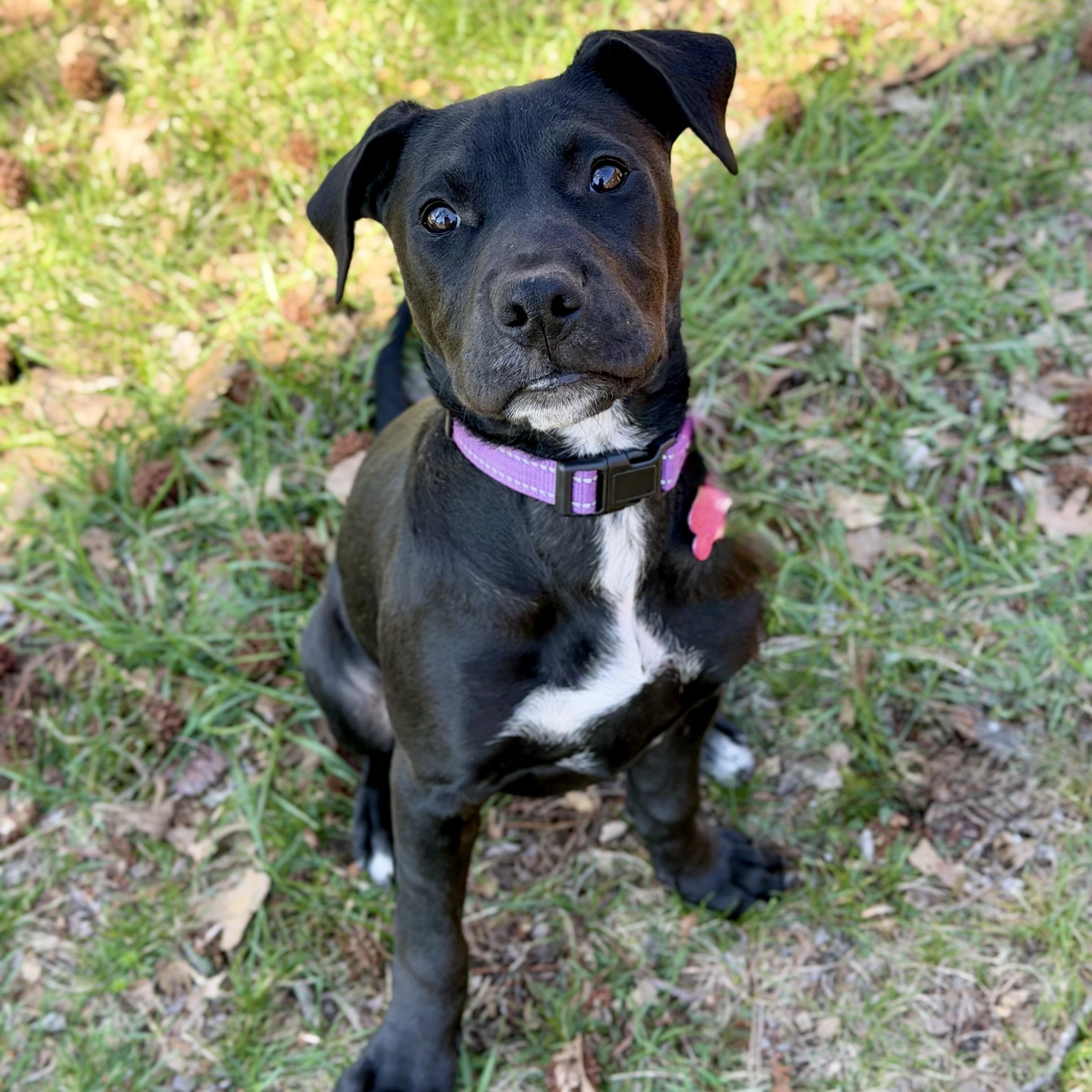 Skipper — thumbnail 5