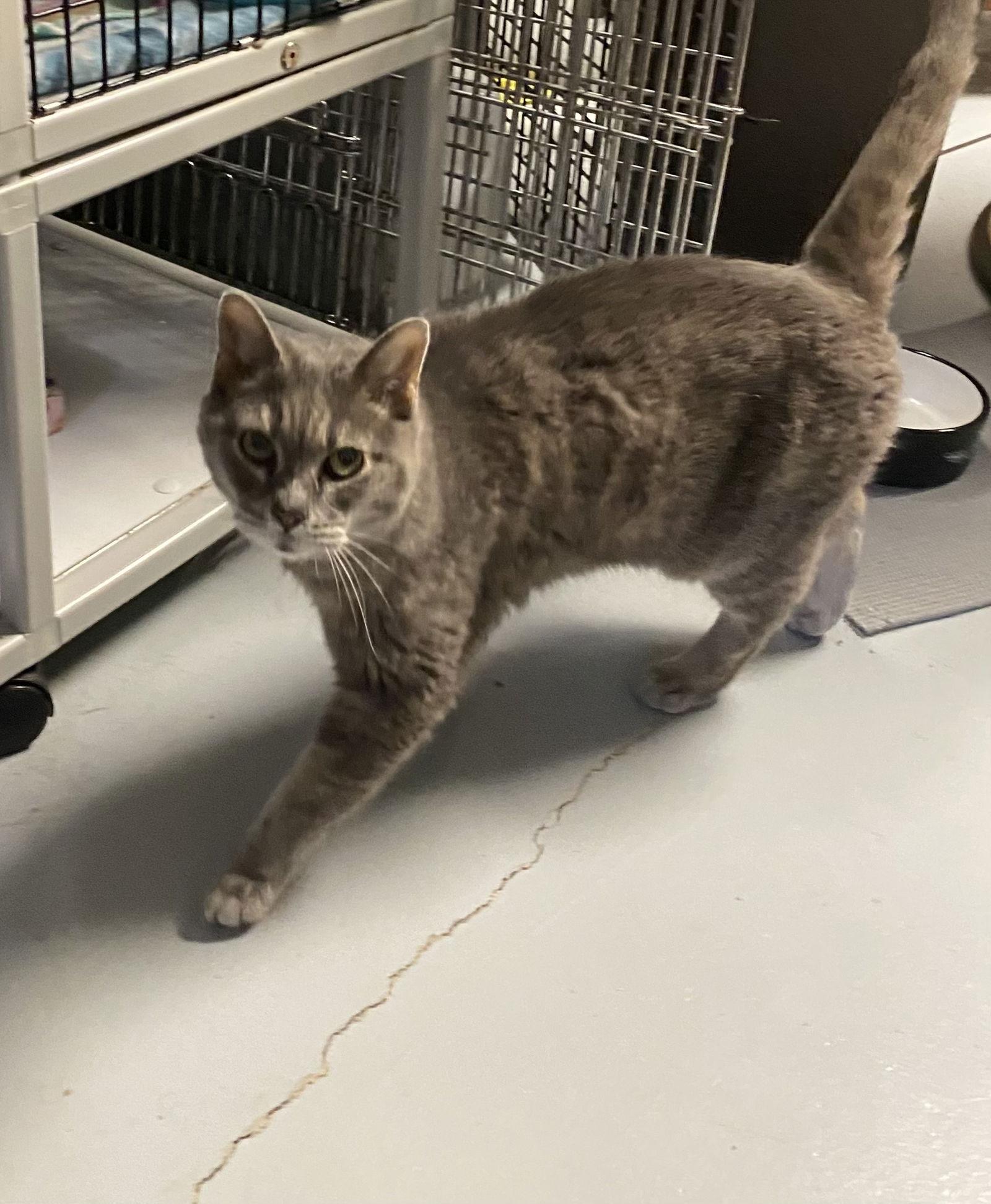 Enlarge Teller, a Adoptable Domestic Short Hair in Land O Lakes, FL image 1/1