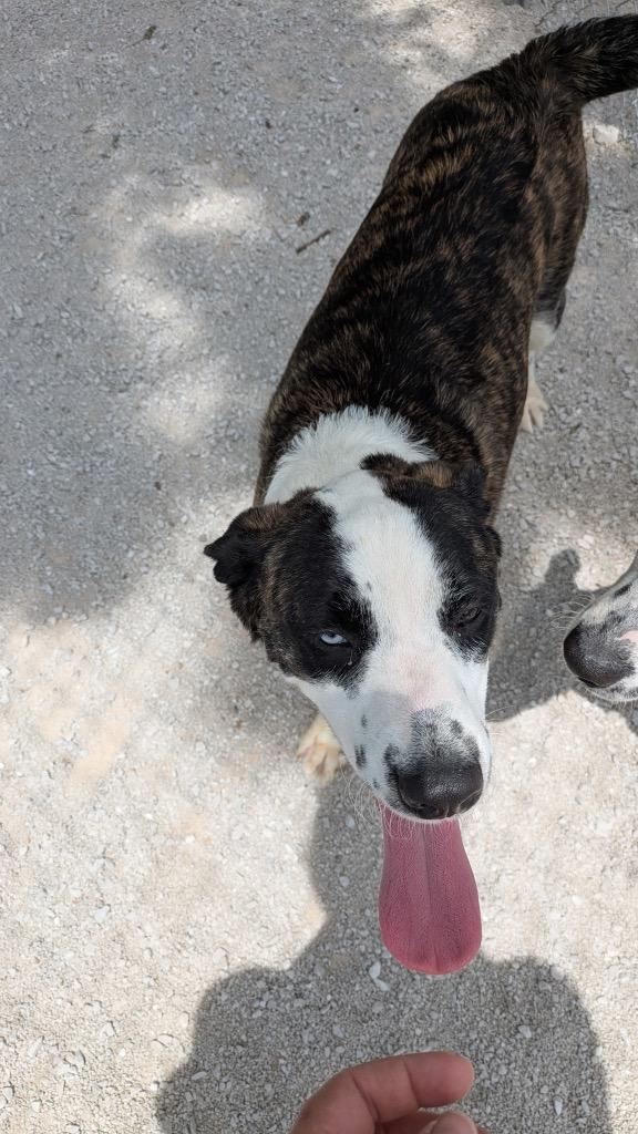 Enlarge Hoss, a Adoptable mixed breed in Carthage, MO image 1/1