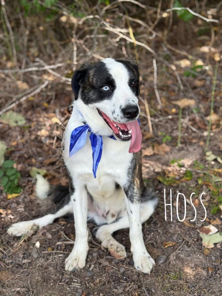 Hoss, Adoptable, Young Male Australian Shepherd & Mixed Breed.