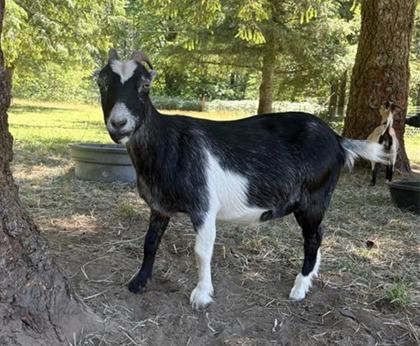 Pauline, Adoptable, Adult Female Goat.