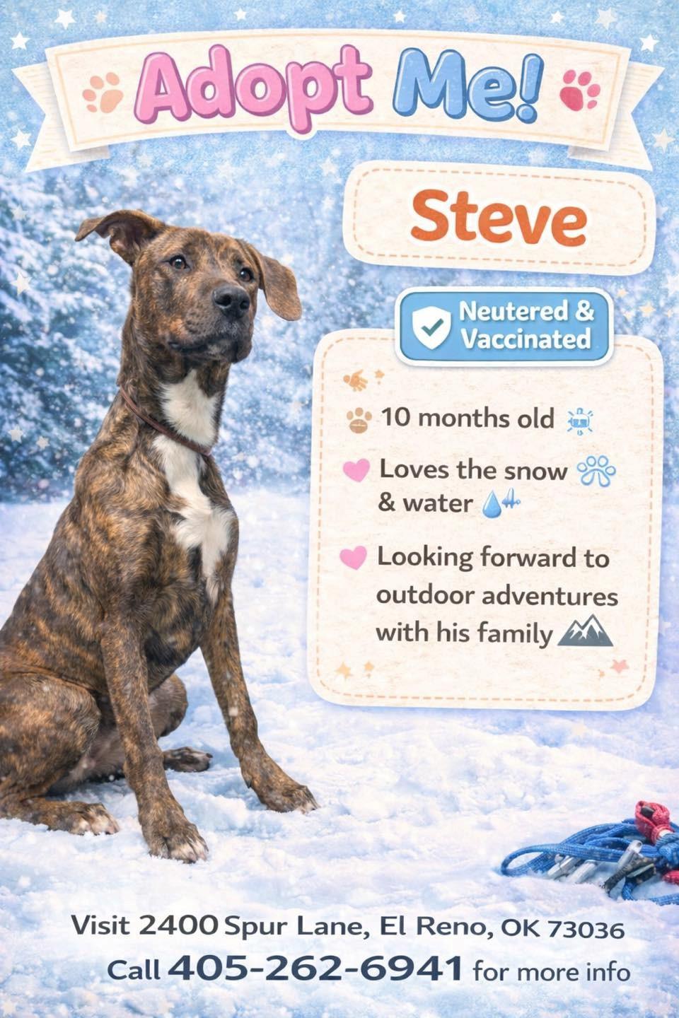 Enlarge Steve, a ADOPTABLE mixed breed in El Reno, OK image 1/1