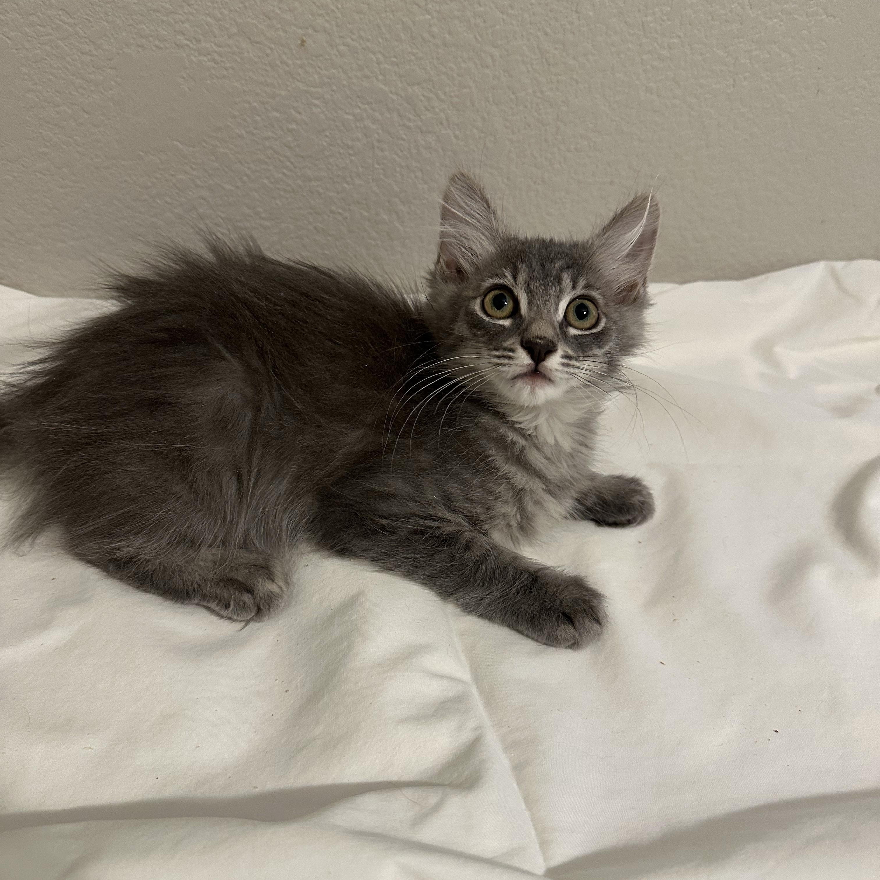 Christina, adopted, Kitten Female Maine Coon & Domestic Medium Hair.