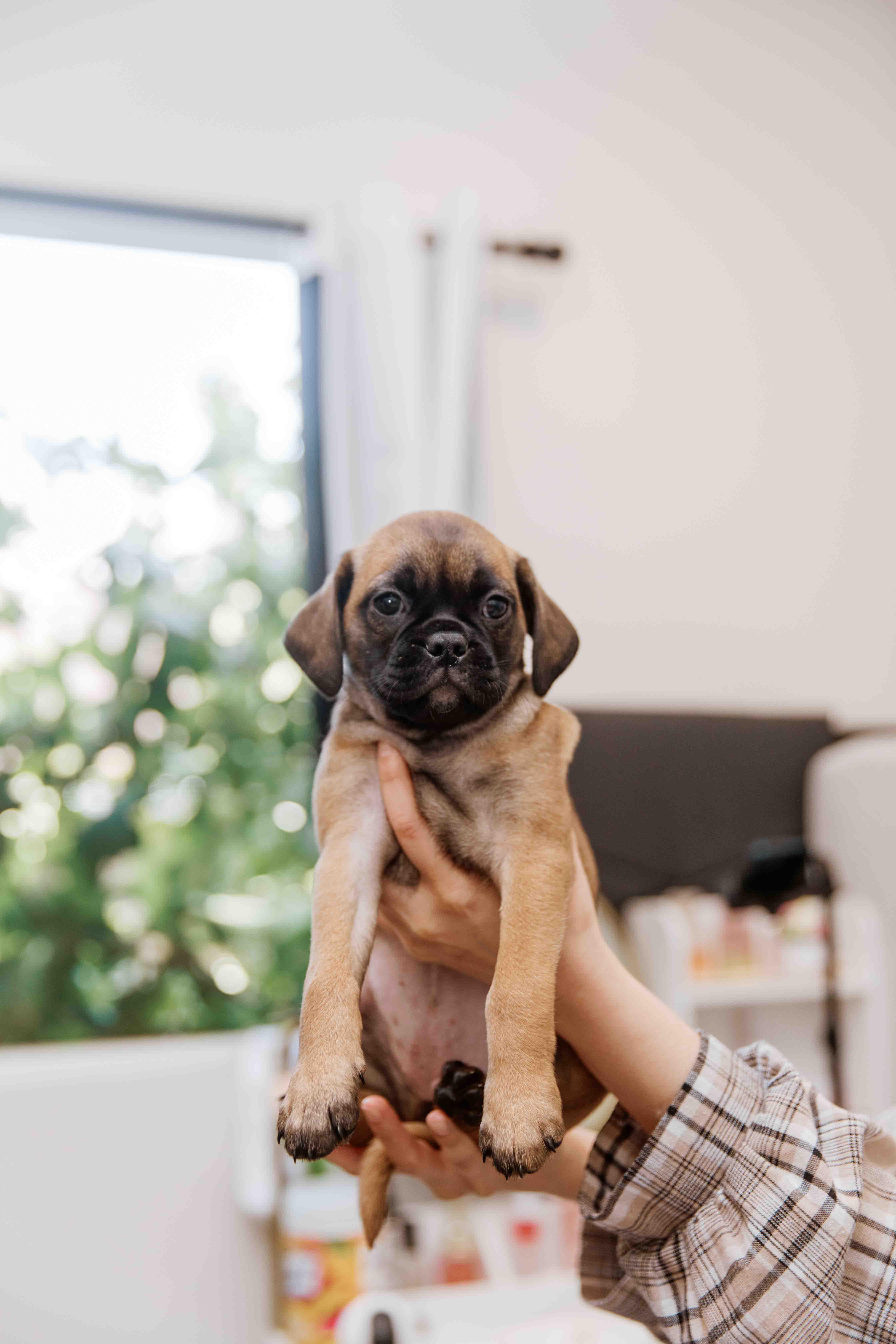 Muffin 1
