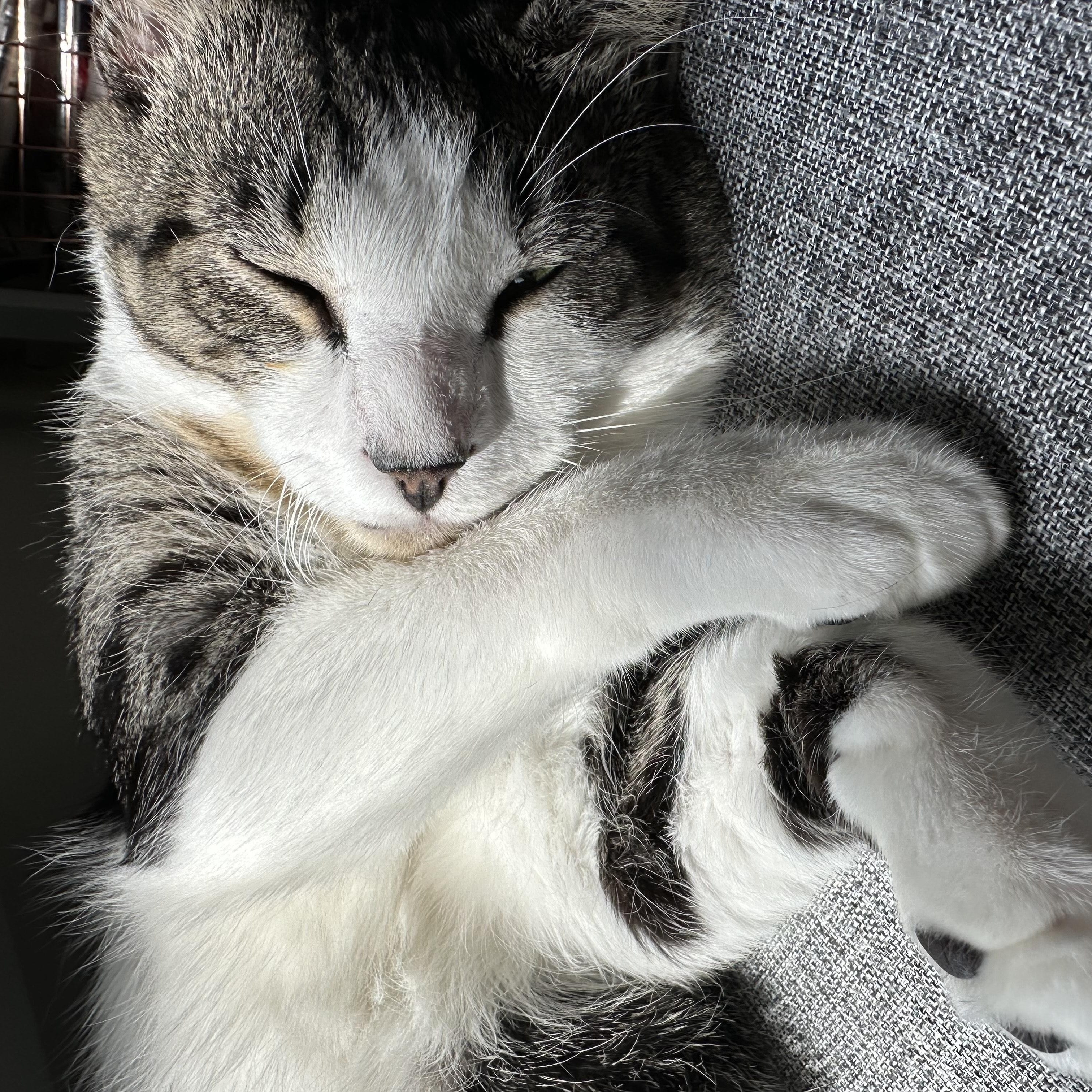 Winston photo 3