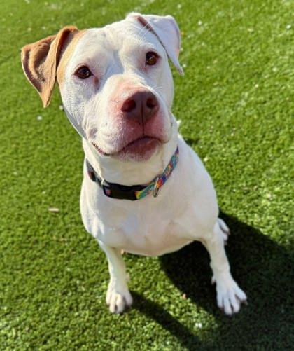 Asia, Adoptable, Young Female Pit Bull Terrier & Mixed Breed.