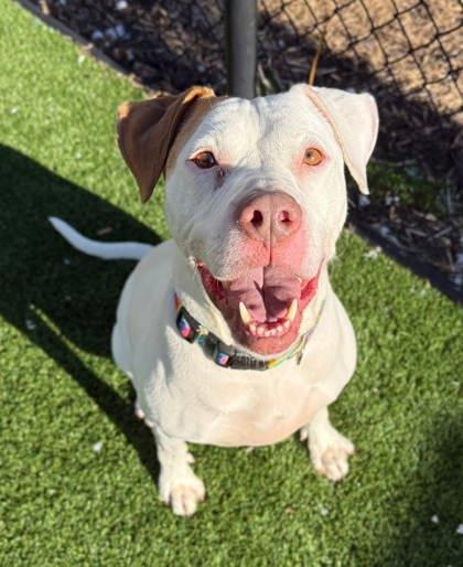 Enlarge Asia, a Adoptable mixed breed in Chesapeake, VA image 2/3