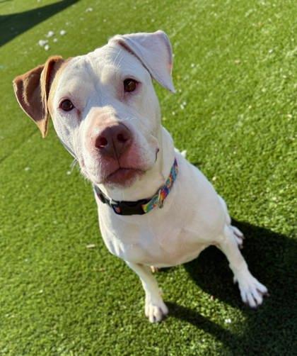 Enlarge Asia, a Adoptable mixed breed in Chesapeake, VA image 1/3