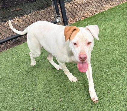 Enlarge Asia, a Adoptable mixed breed in Chesapeake, VA image 3/3