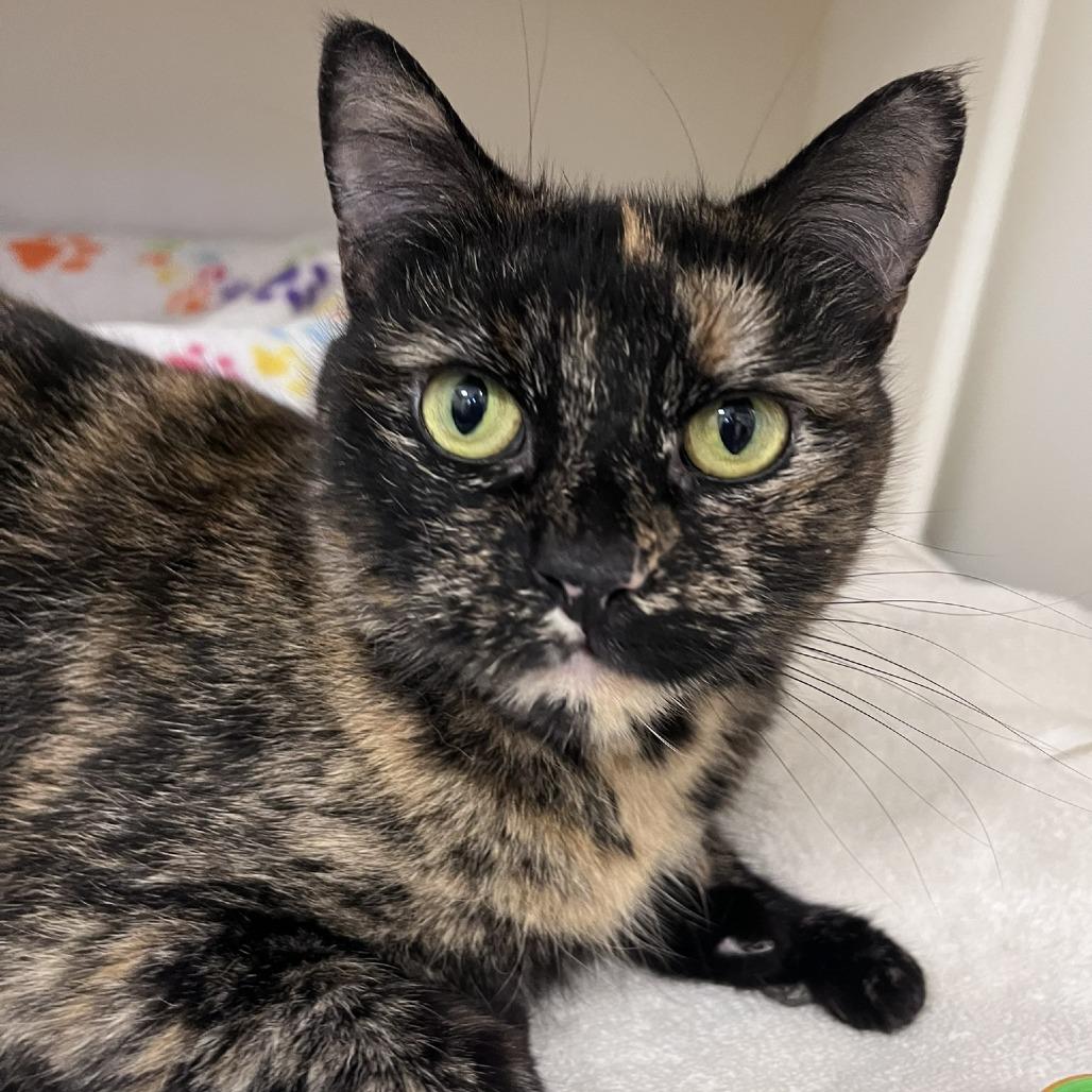 Tallulah, a Adoptable Domestic Short Hair in Ashland, MA image 1/4
