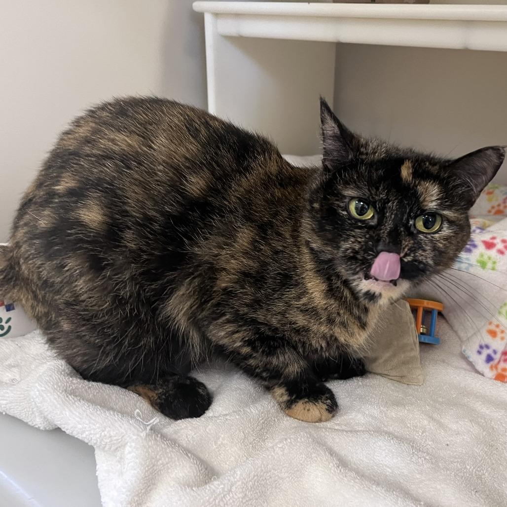 Tallulah, a Adoptable Domestic Short Hair in Ashland, MA image 2/4