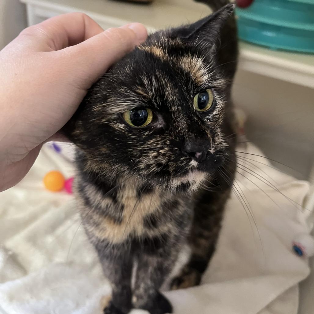 Tallulah, a Adoptable Domestic Short Hair in Ashland, MA image 3/4