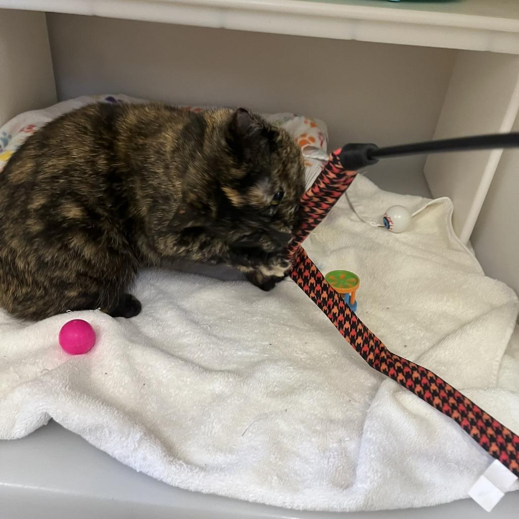 Tallulah, a Adoptable Domestic Short Hair in Ashland, MA image 4/4