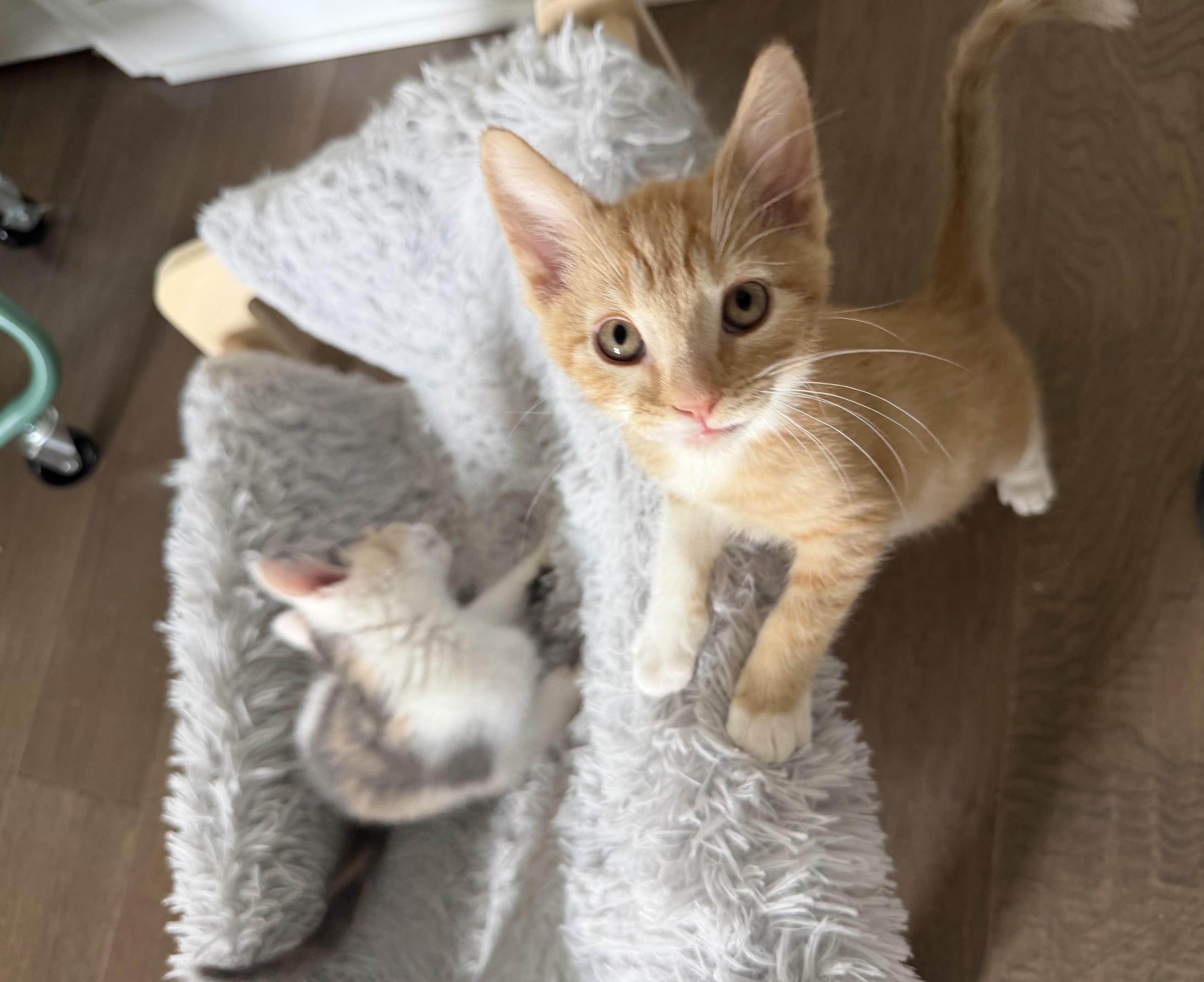 Bugatti, an adopted Domestic Short Hair in Seymour, TN image 2/6