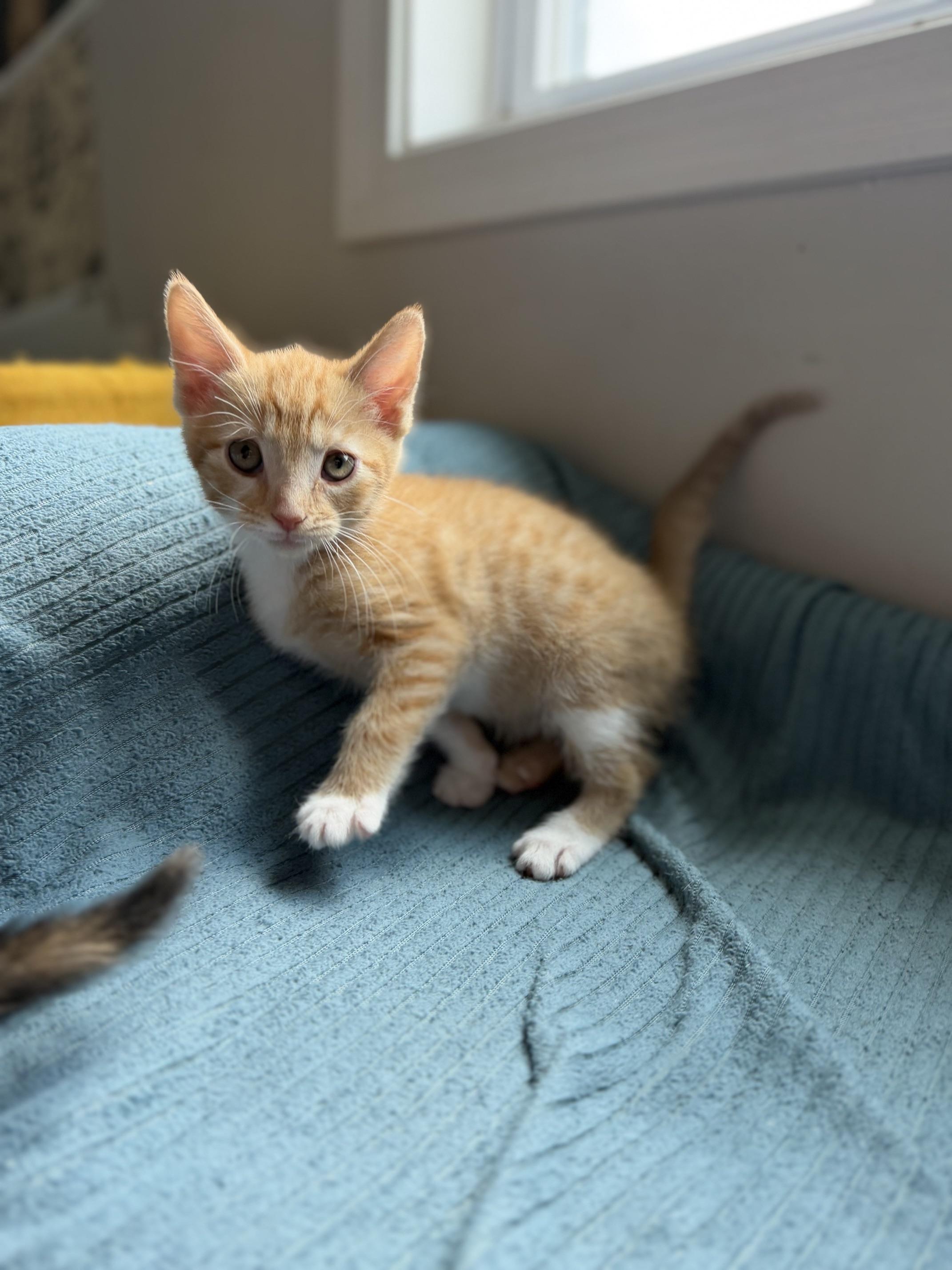 Bugatti, an adopted Domestic Short Hair in Seymour, TN image 4/6