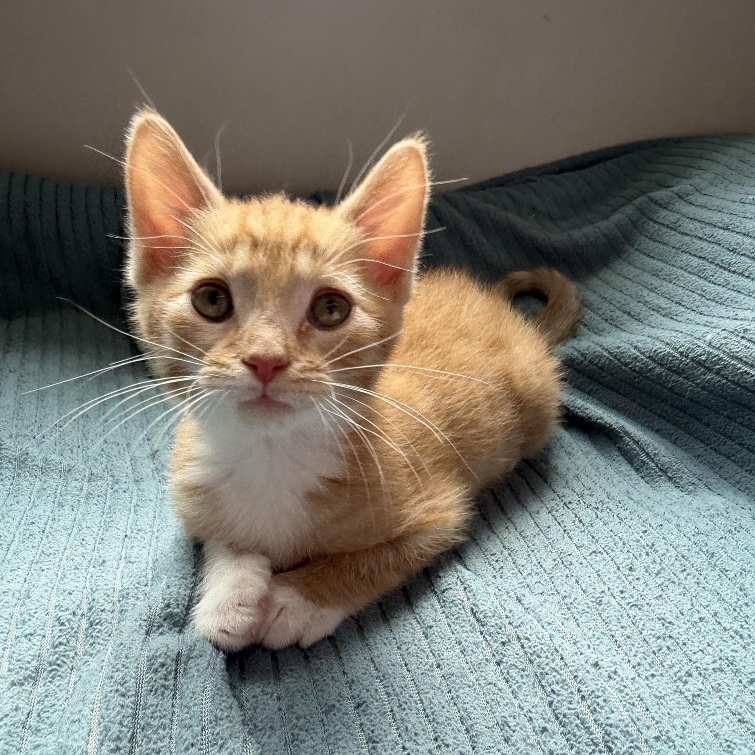 Bugatti, adopted, Kitten Male Domestic Short Hair.