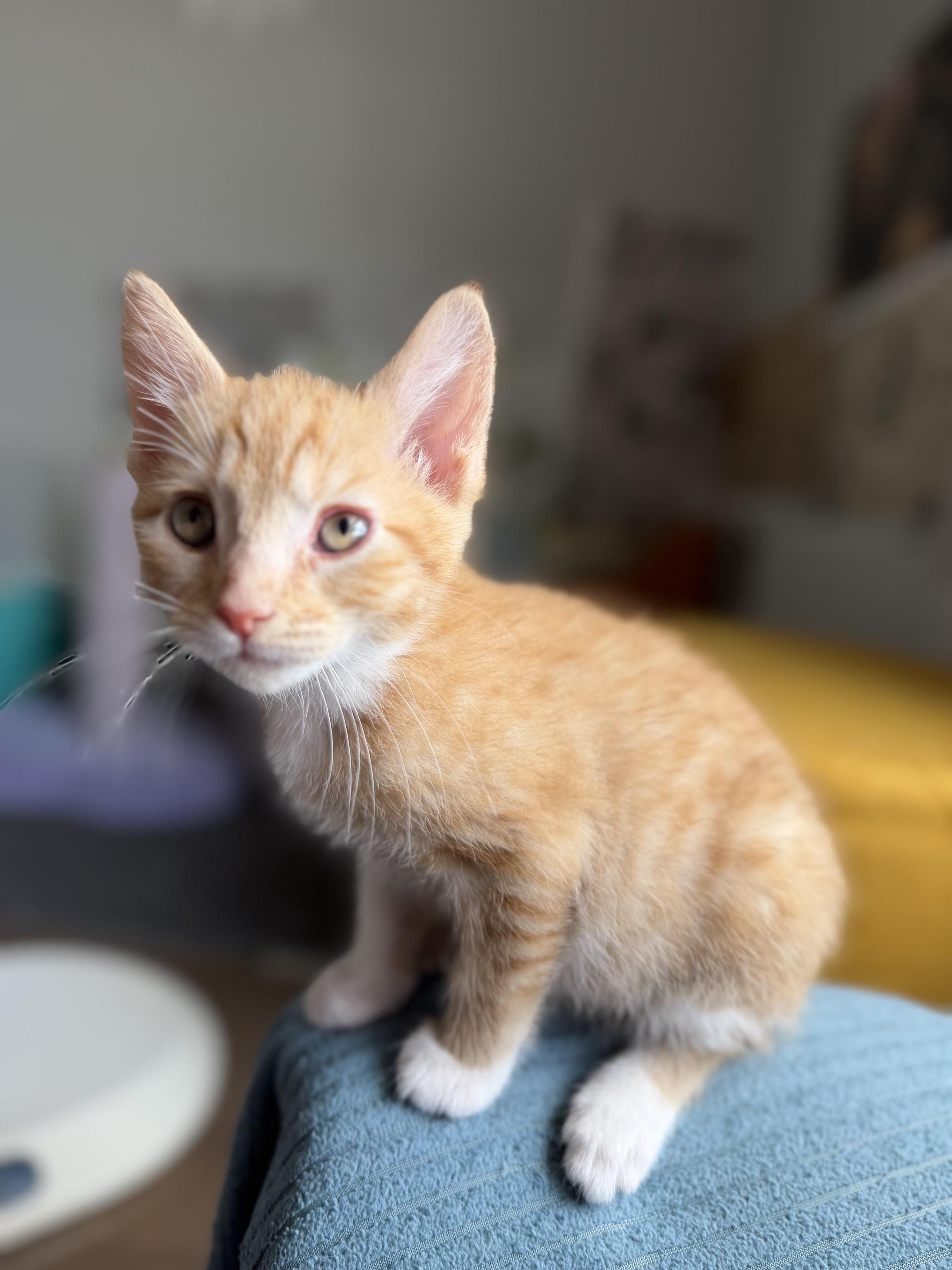 Bugatti, an adopted Domestic Short Hair in Seymour, TN image 3/6