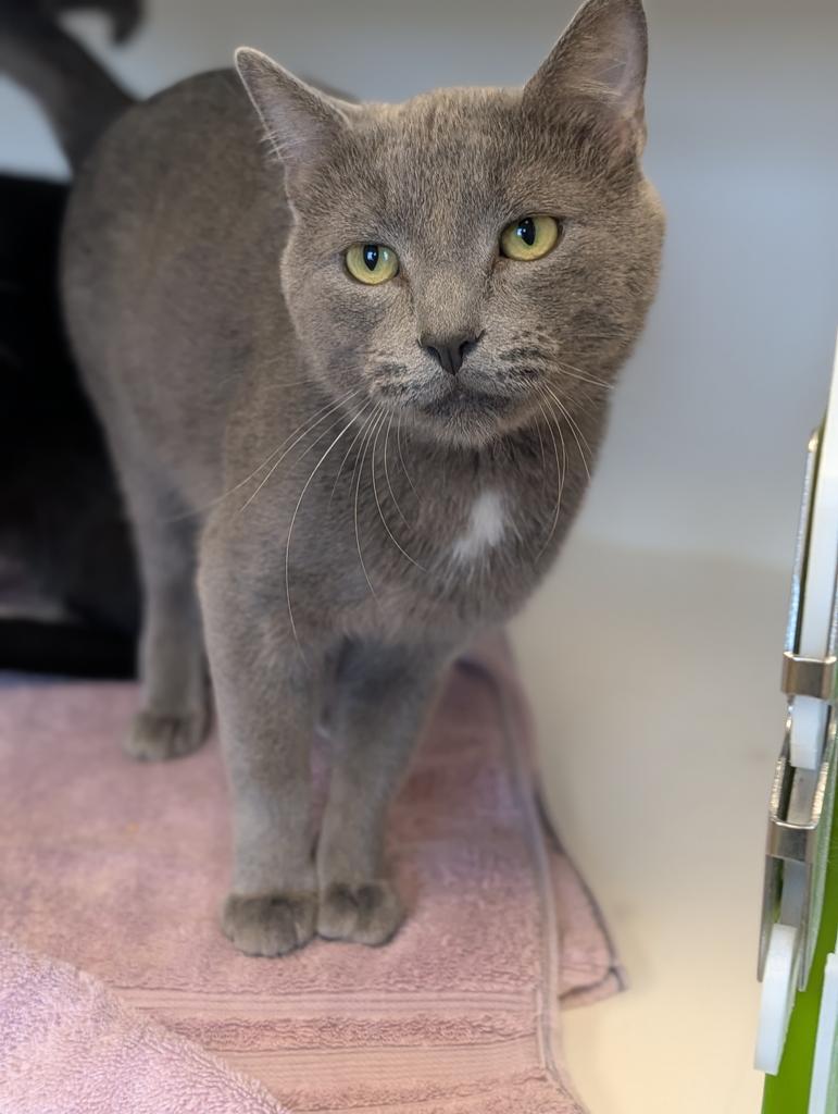 Enlarge Pongo, a Adoptable American Shorthair in Greenfield, IN image 1/5