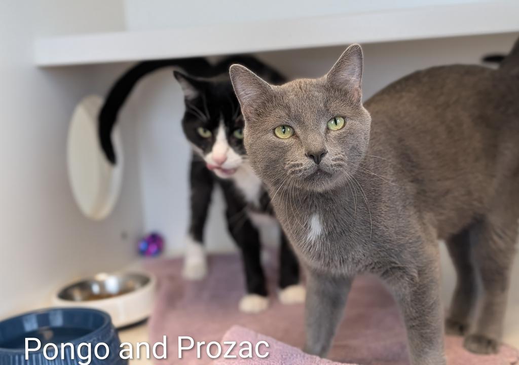 Enlarge Pongo, a Adoptable American Shorthair in Greenfield, IN image 2/5