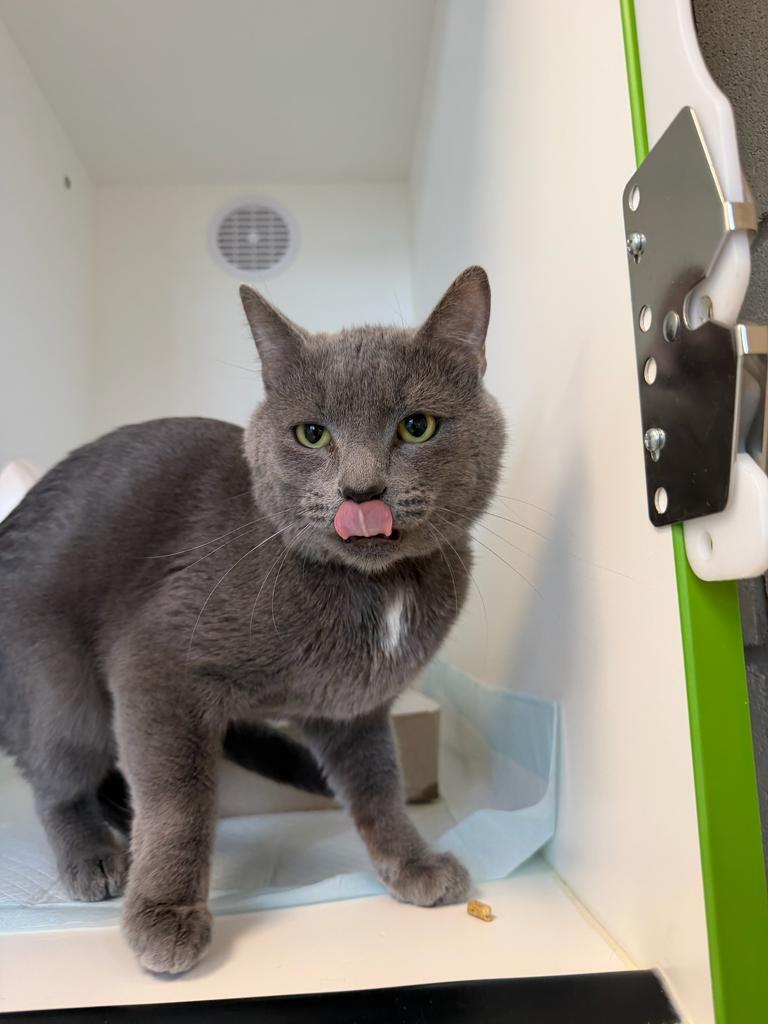 Pongo, a Adoptable American Shorthair in Greenfield, IN image 1/3