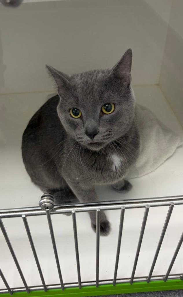 Pongo, a Adoptable American Shorthair in Greenfield, IN image 2/3