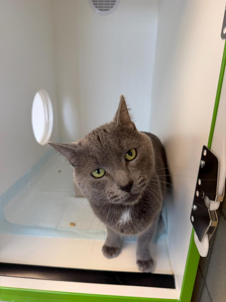 Pongo, a Adoptable American Shorthair in Greenfield, IN image 3/3
