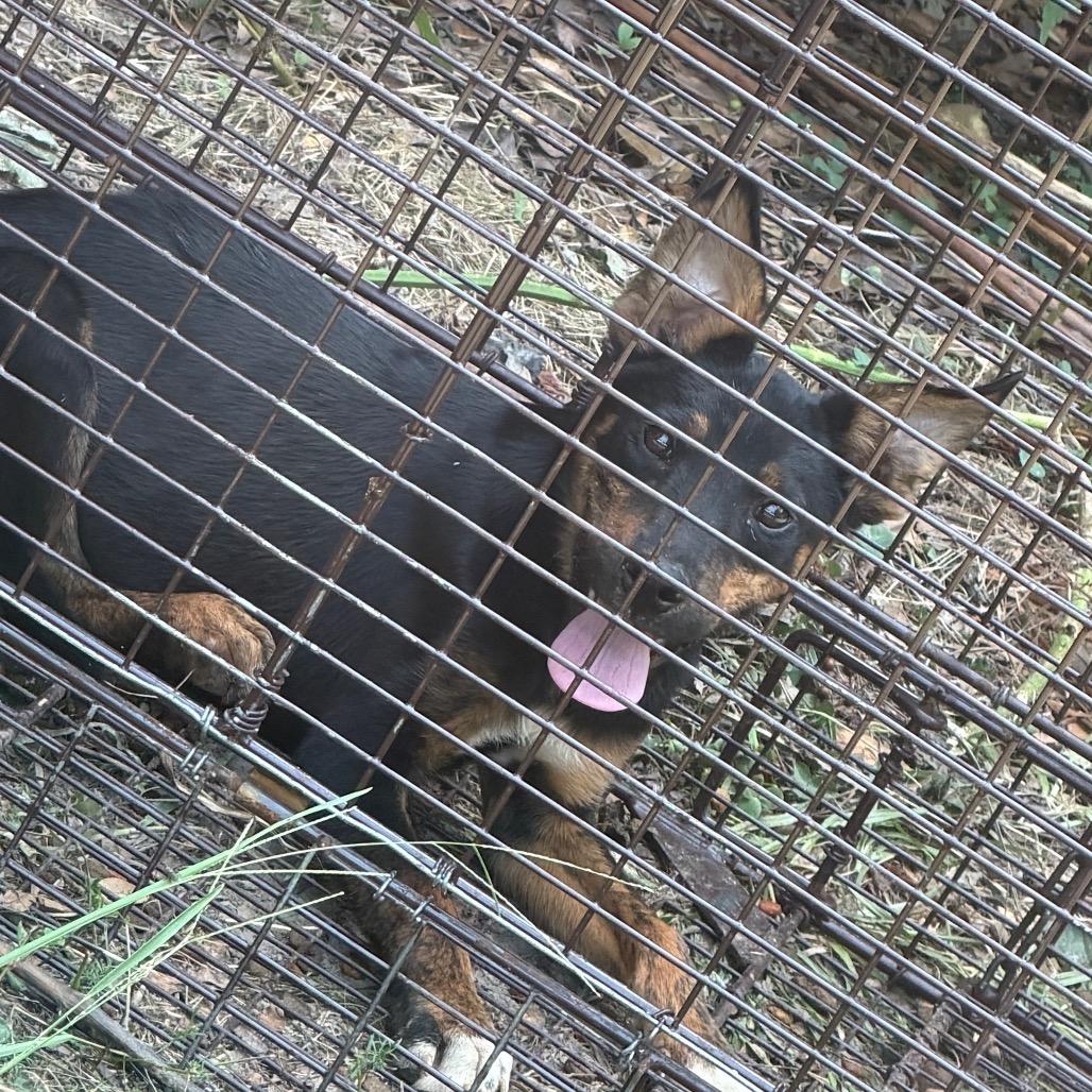 Enlarge Walton, a Adoptable mixed breed in Pine Bluff, AR image 1/2