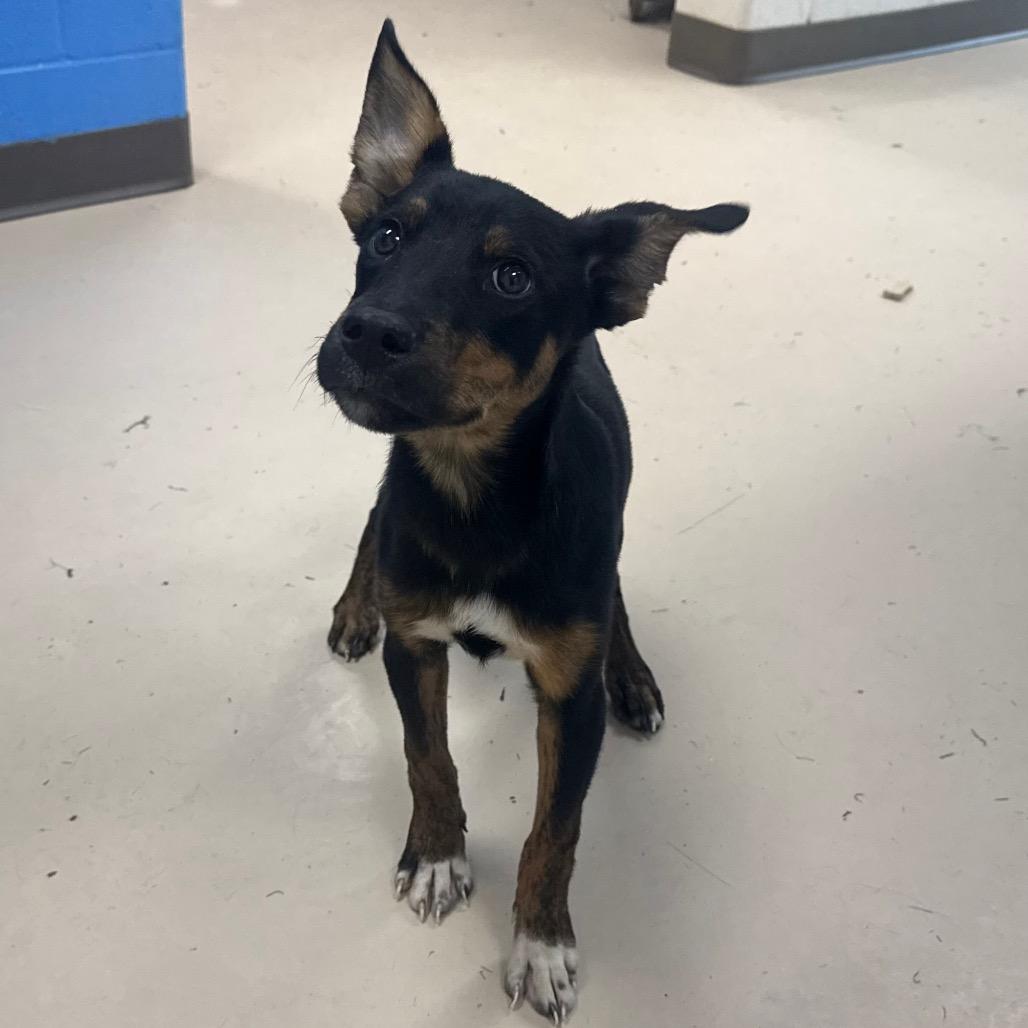 Enlarge Walton, a Adoptable mixed breed in Pine Bluff, AR image 2/2