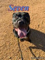 Enlarge Seven, a Adoptable Pit Bull Terrier in Denton, TX image 2/2