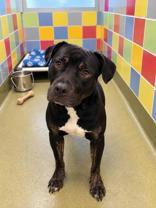 Enlarge Seven, a Adoptable Pit Bull Terrier in Denton, TX image 1/2