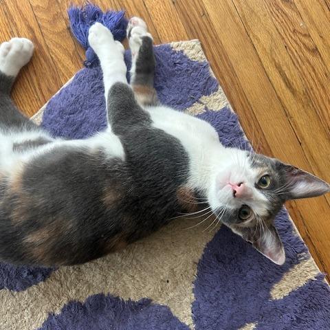 Ash, Adoptable, Young Female Domestic Short Hair & Extra-Toes Cat / Hemingway Polydactyl.