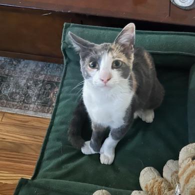 Enlarge Ash, a Adoptable mixed breed in Costa Mesa, CA image 2/6