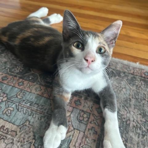 Enlarge Ash, a Adoptable mixed breed in Costa Mesa, CA image 5/6