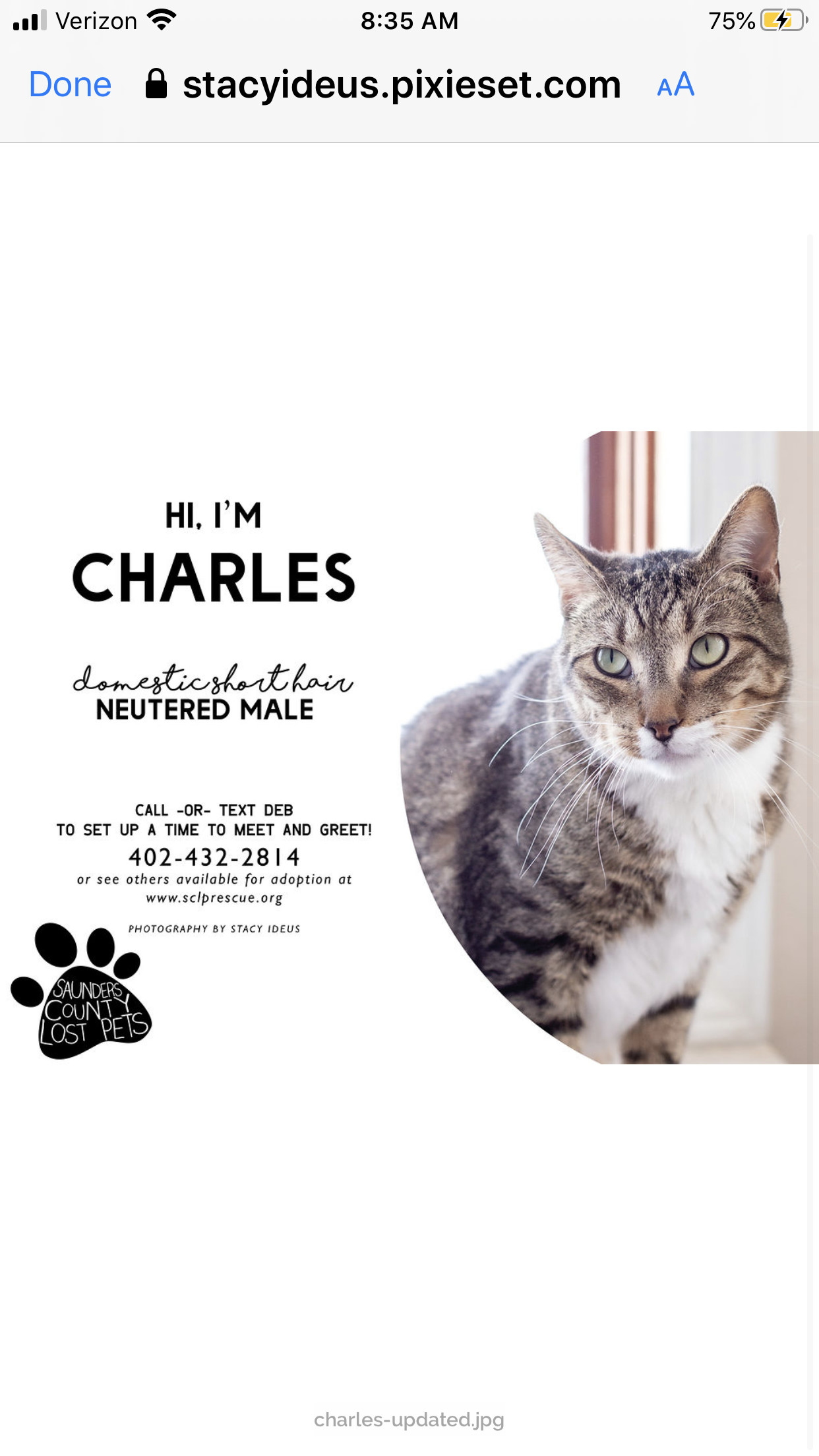 Charles, a Adoptable Tabby in Wahoo, NE image 1/2