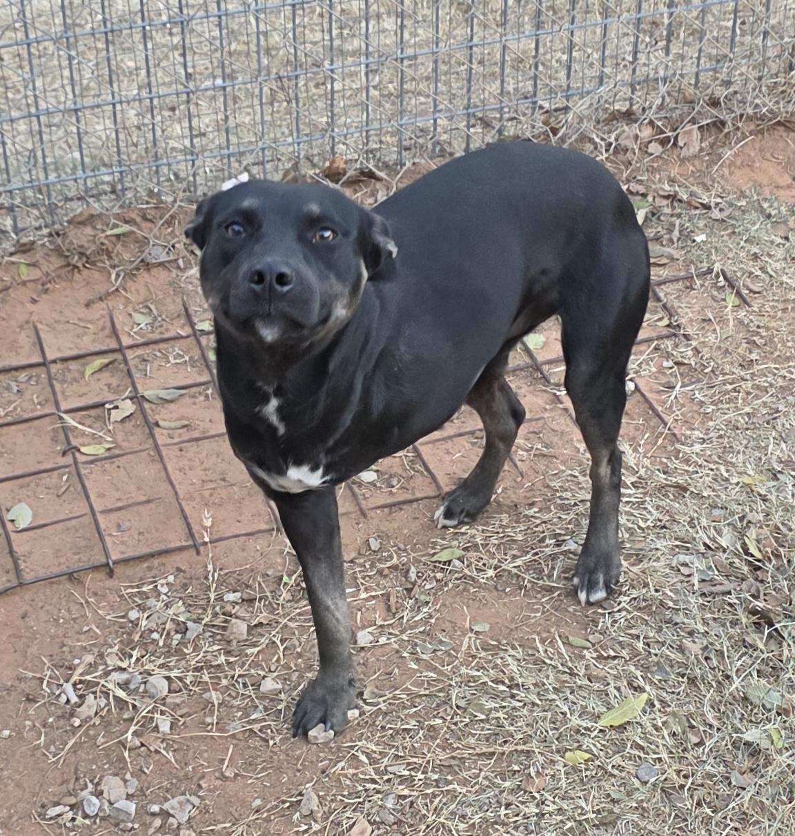 Enlarge Kevin, a Adoptable mixed breed in Liberty Hill, TX image 3/3
