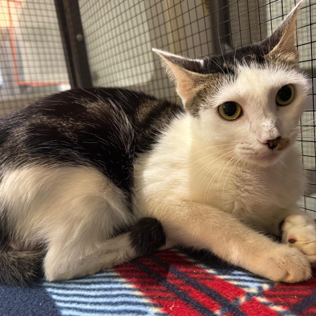 Ashley, Adoptable, Adult Female Domestic Short Hair.