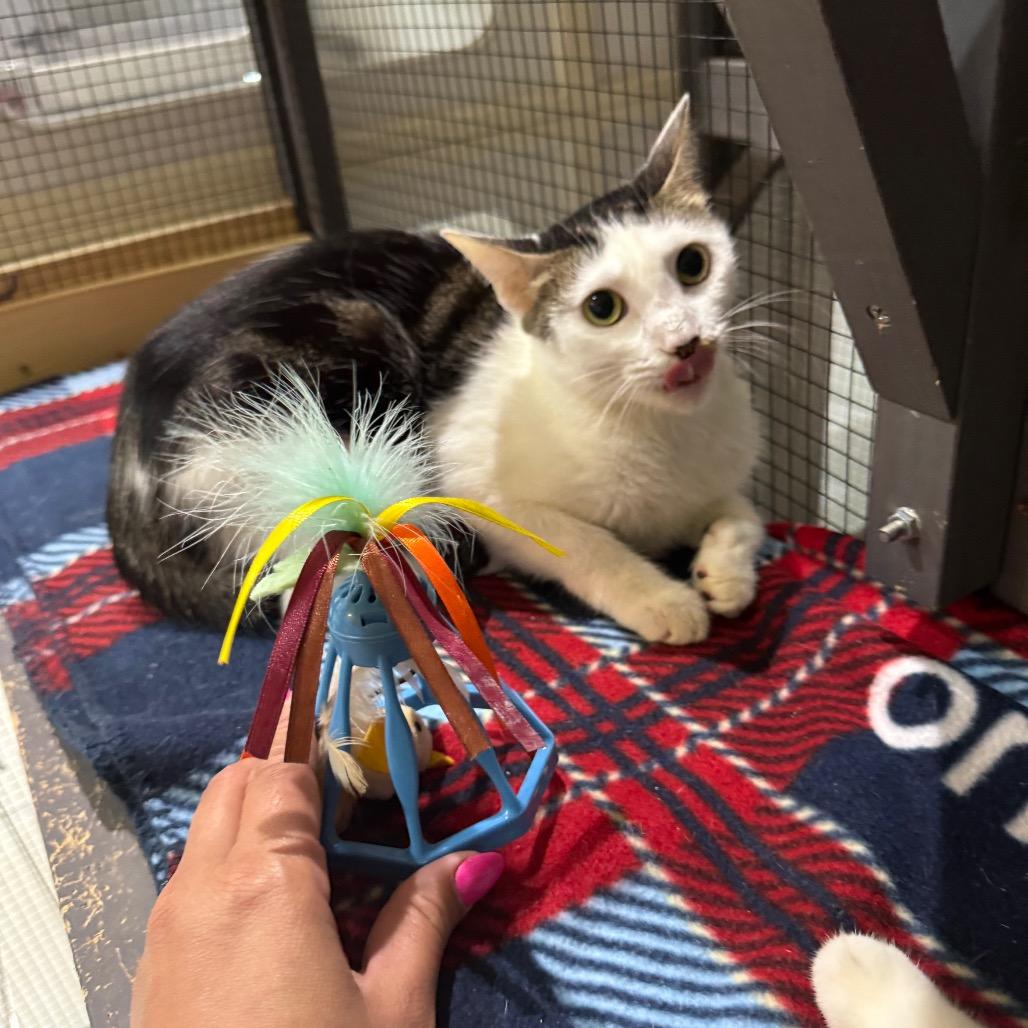 Enlarge Ashley, a Adoptable Domestic Short Hair in Seminole, FL image 2/2
