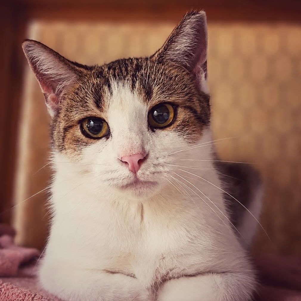 Enlarge Florence, a Adoptable Domestic Short Hair in Ford City, PA image 1/1