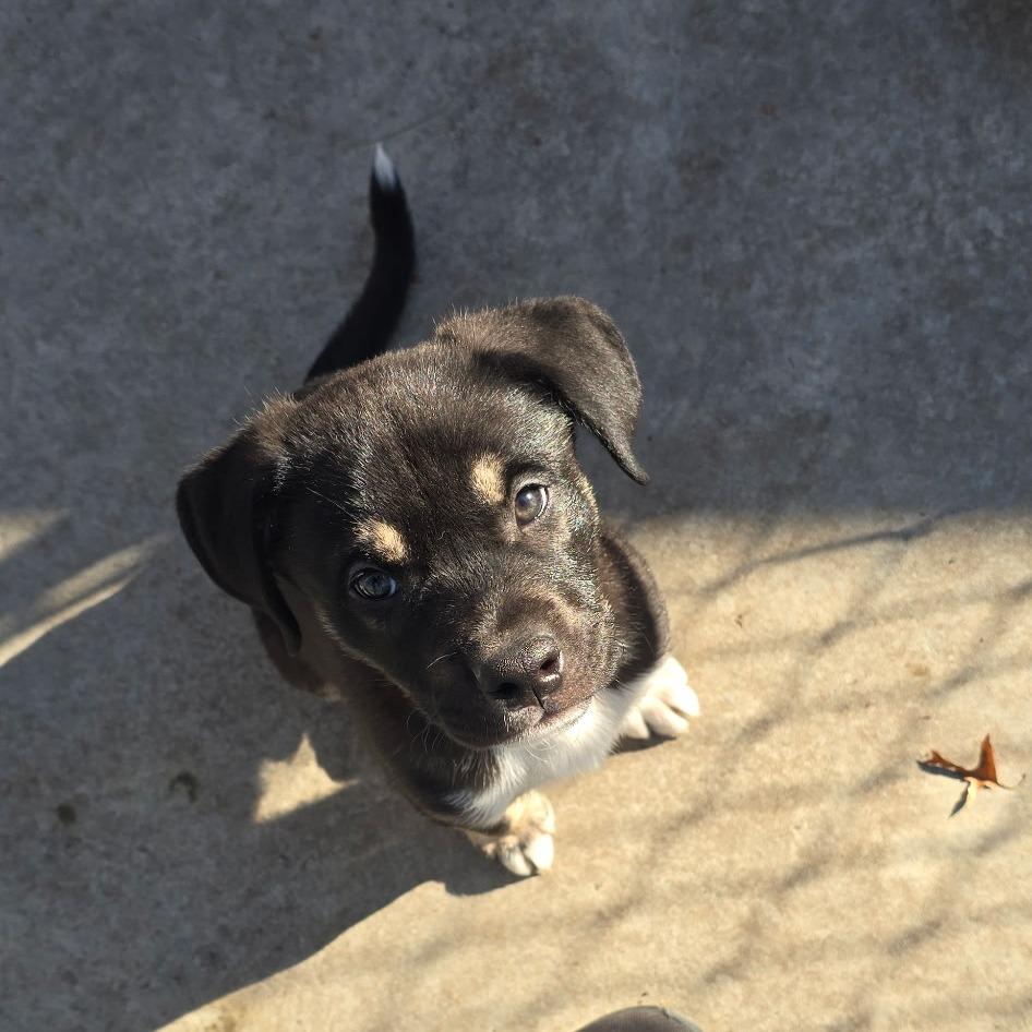 Hopper, Adoptable, Puppy Female Mixed Breed.