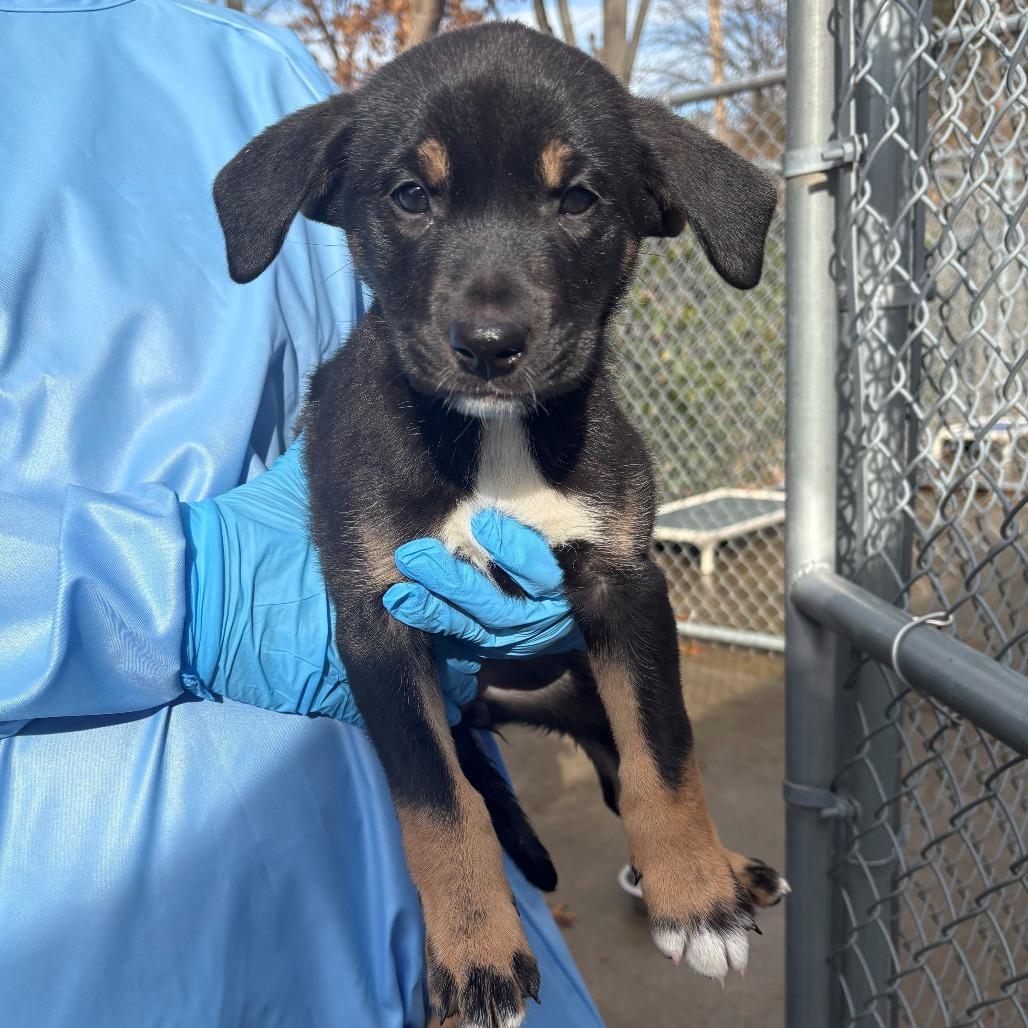 Enlarge Hopper, a Adoptable Mixed Breed in East Hanover, NJ image 1/2