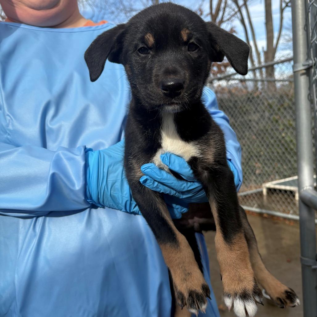 Enlarge Hopper, a Adoptable Mixed Breed in East Hanover, NJ image 2/2