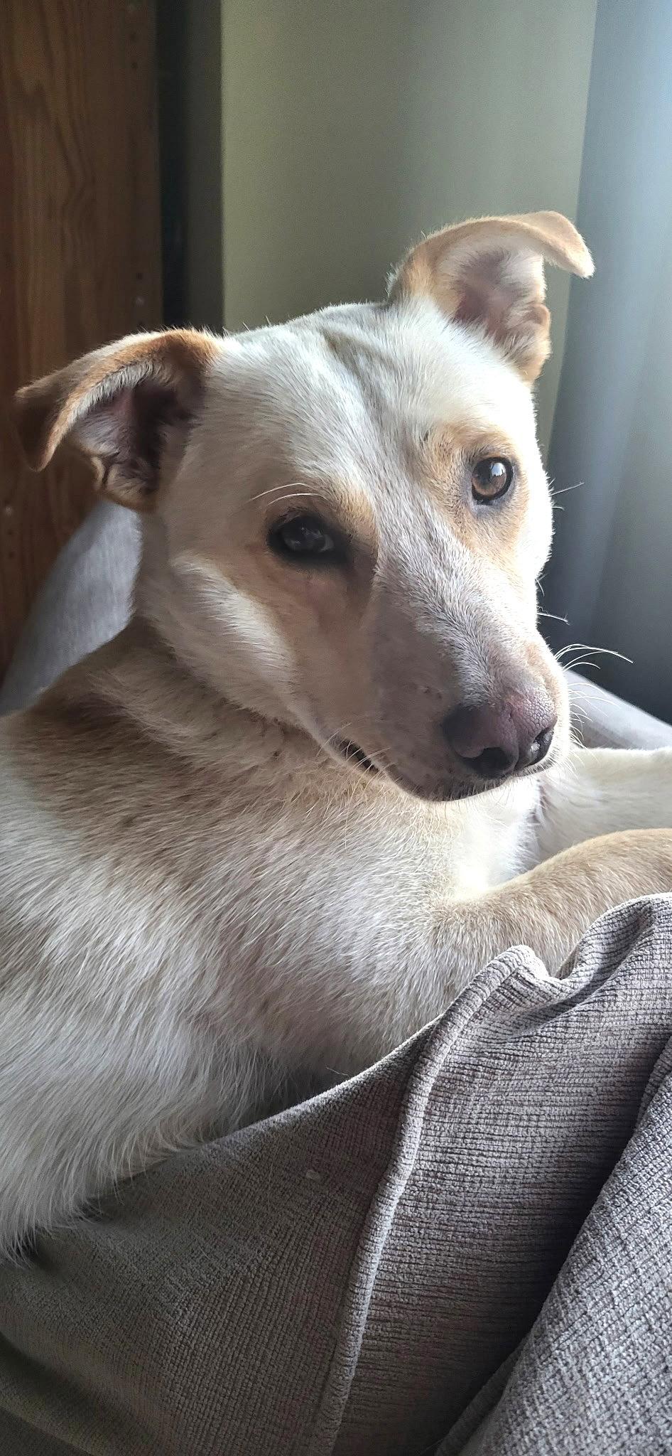 Mac, a Adoptable mixed breed in Seattle, WA image 1/2