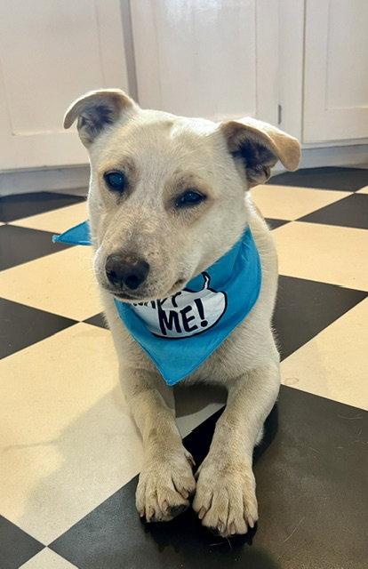 Mac, a Adoptable mixed breed in Seattle, WA image 2/2