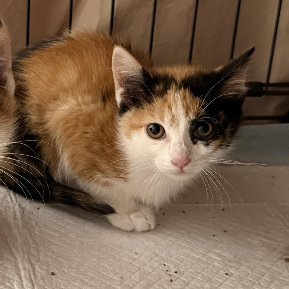 Spice, Adoptable, Kitten Female Domestic Short Hair.