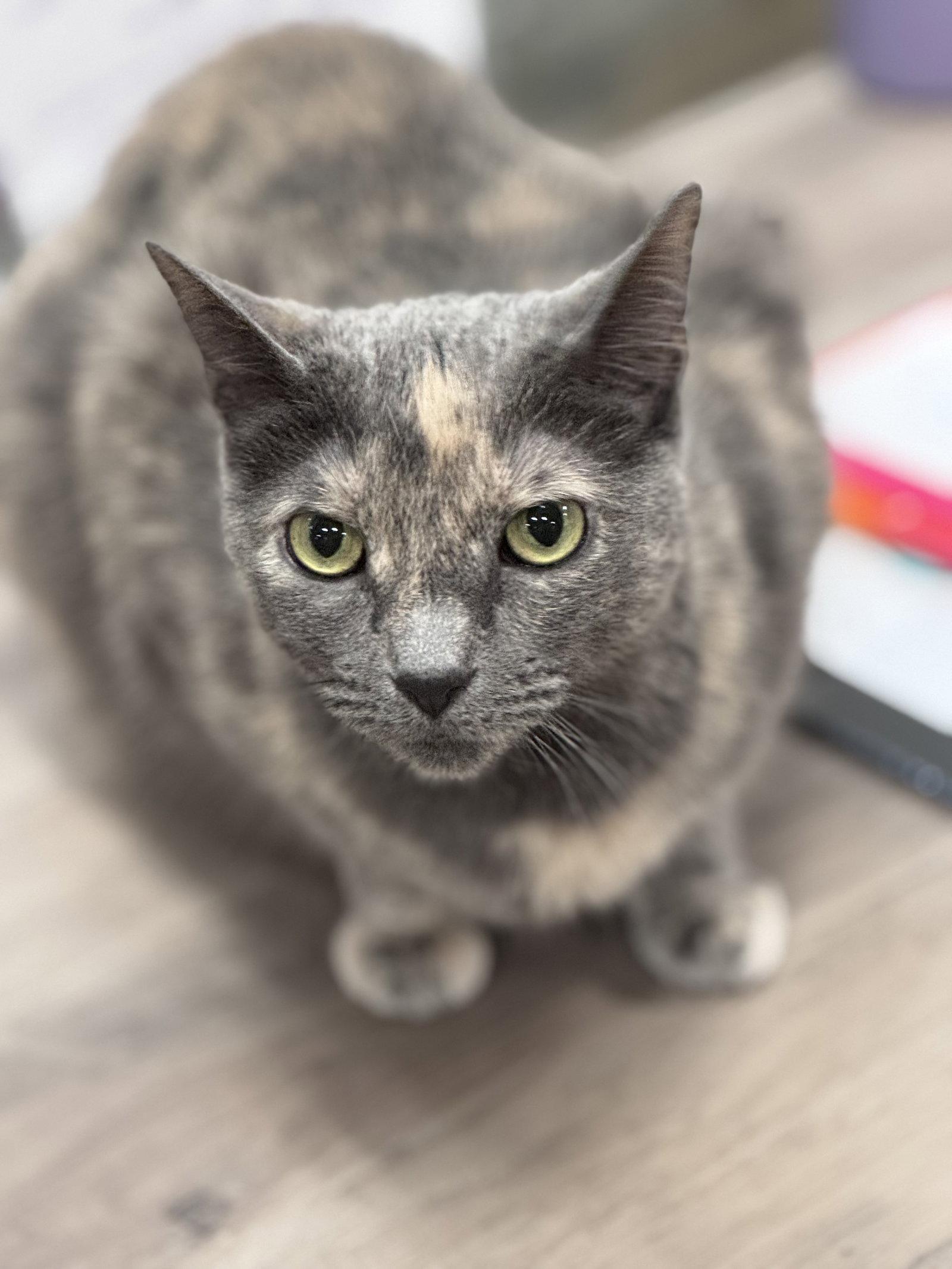 Enlarge Chef Josh, a Adoptable Domestic Short Hair in Wheaton, IL image 1/3