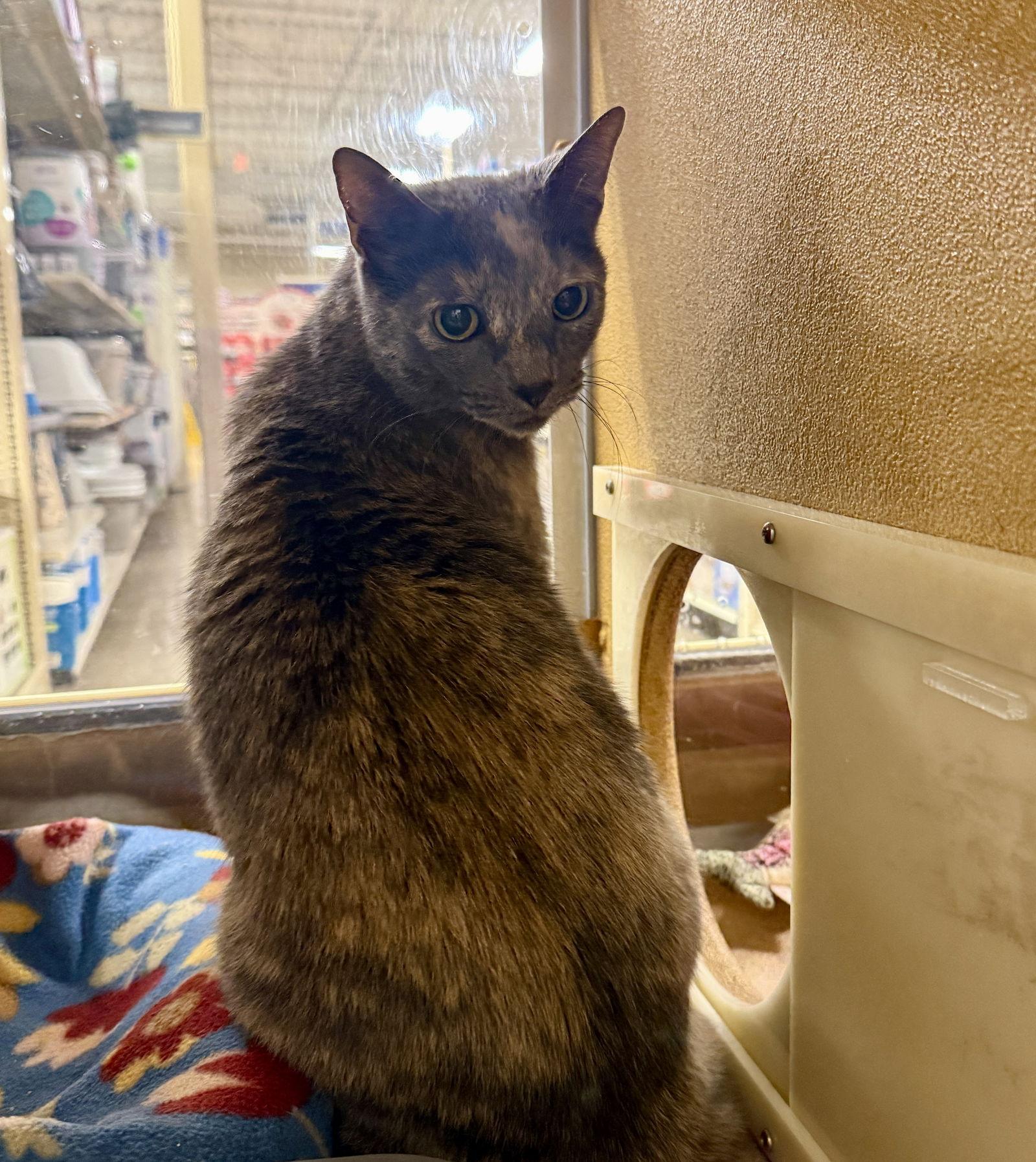 Chef Josh, Adoptable, Adult Female Domestic Short Hair.