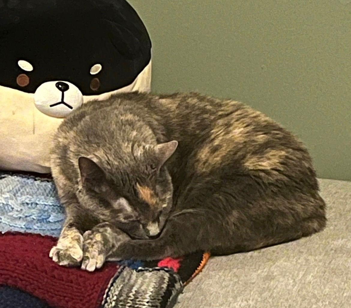 Enlarge Chef Josh, a Adoptable Domestic Short Hair in Wheaton, IL image 2/3