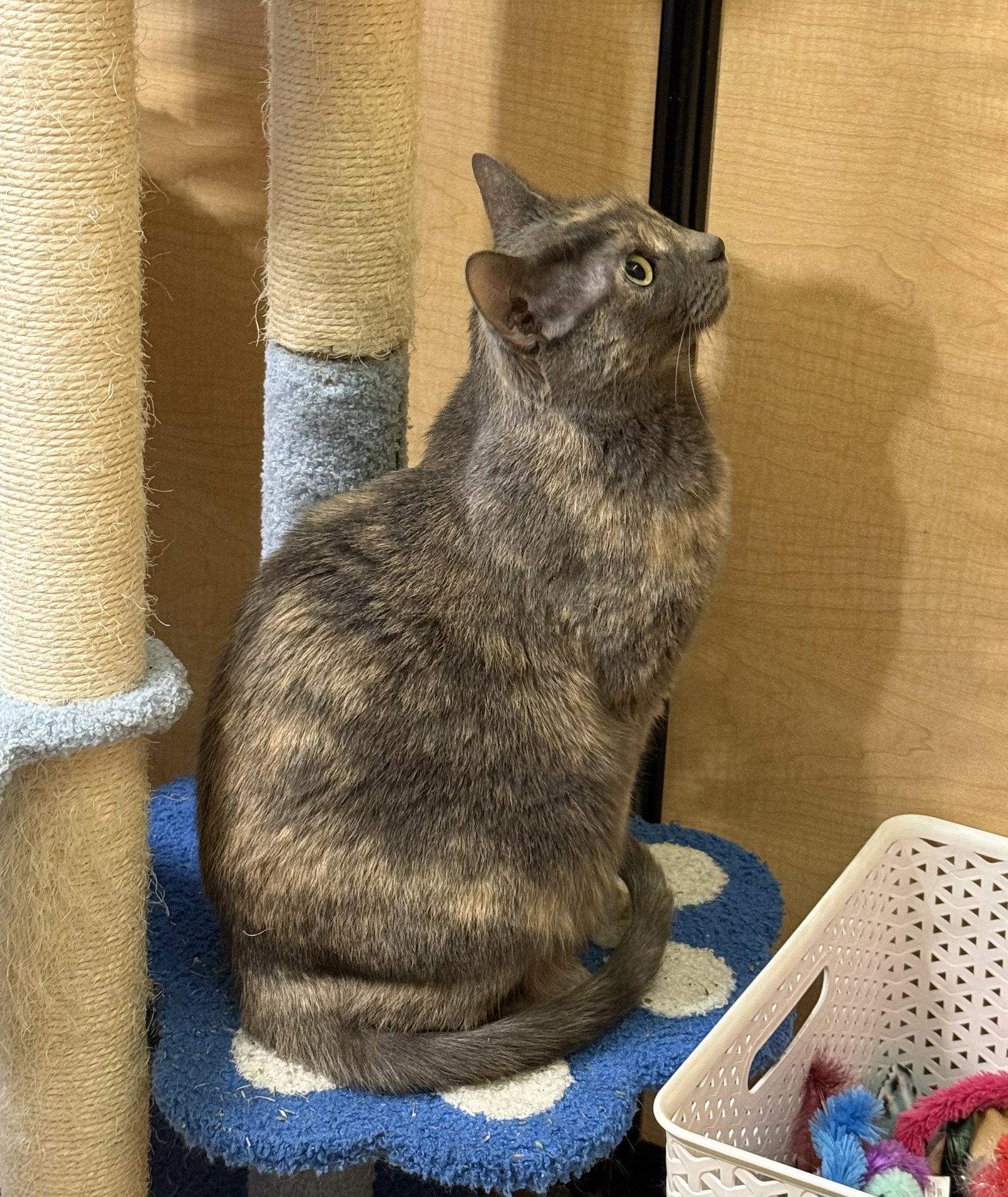 Enlarge Chef Josh, a Adoptable Domestic Short Hair in Wheaton, IL image 3/3