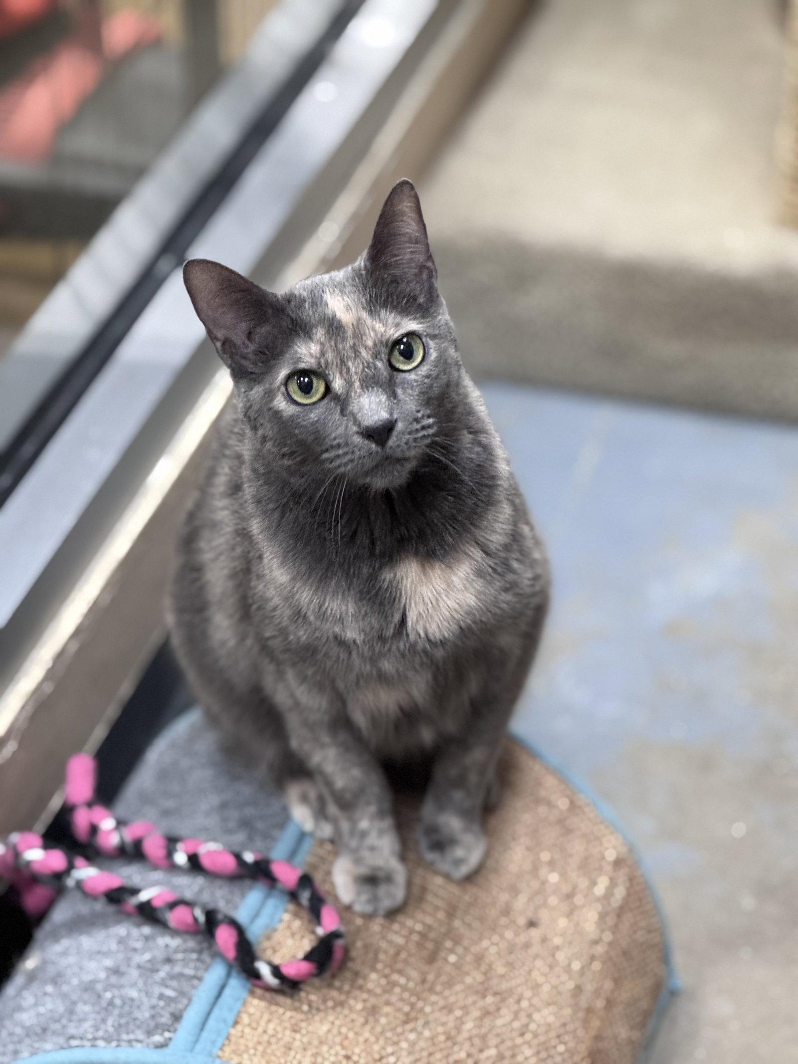 Enlarge Chef Josh, a Adoptable Domestic Short Hair in Wheaton, IL image 3/3