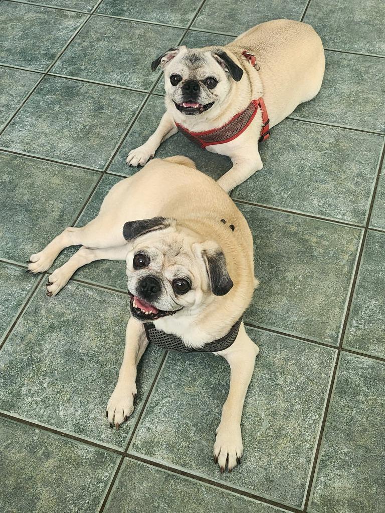 Frank, Adoptable, Senior Male Pug.